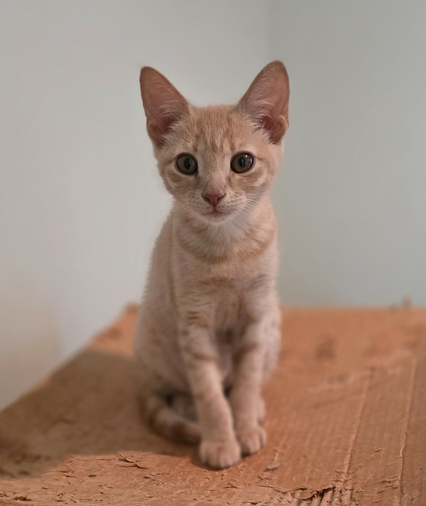 Lucy, cat — photo 1 of 4