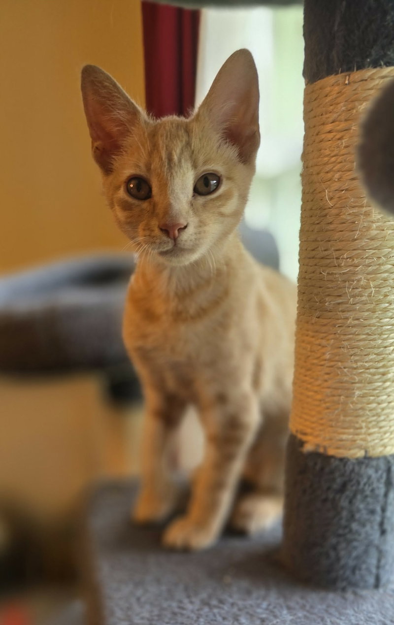 Lucy, photo 3