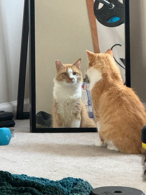 Walter, a cat for adoption from Worthy Tails Animal Rescue
