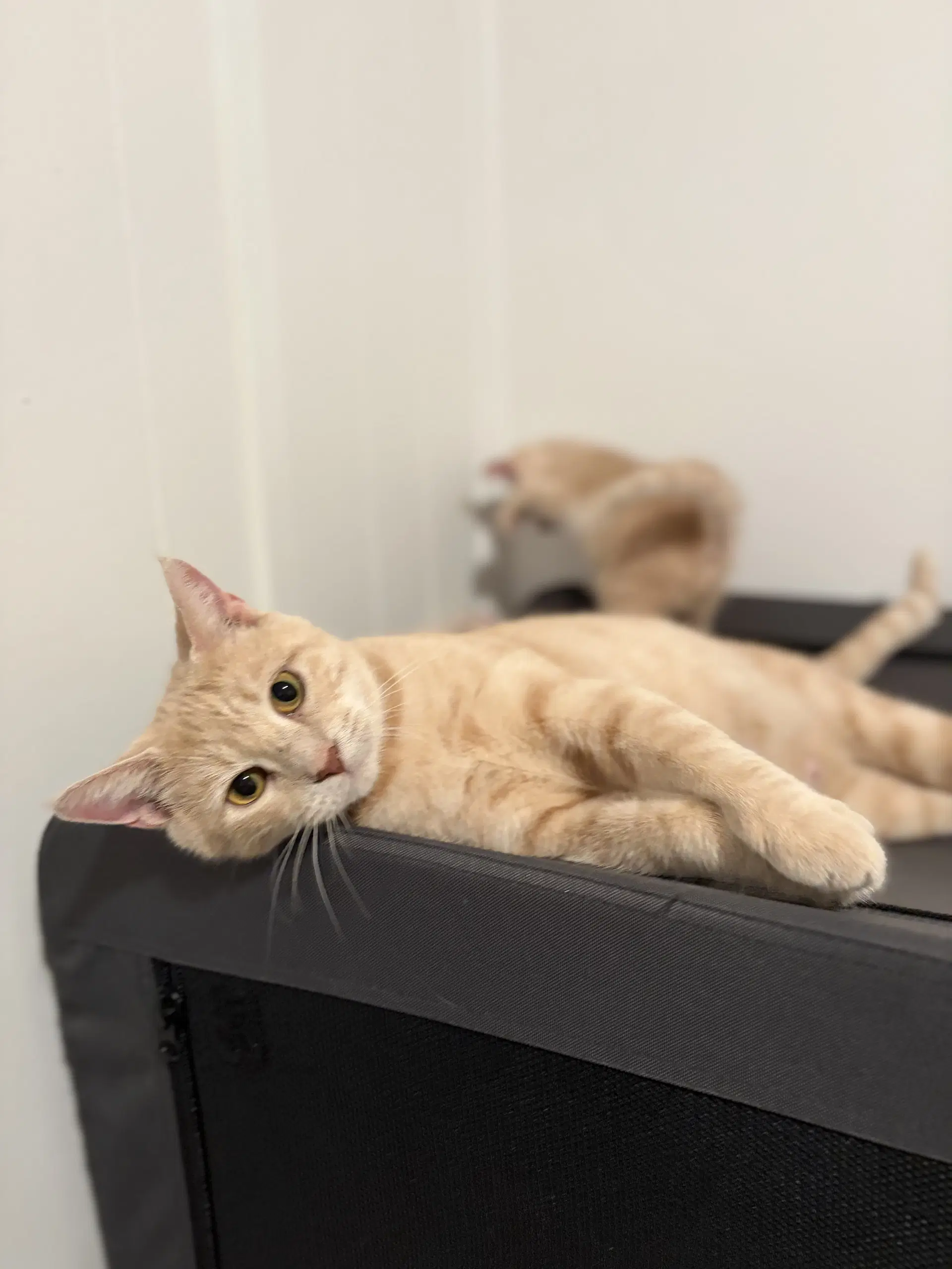 Brie - Domestic Short Hair