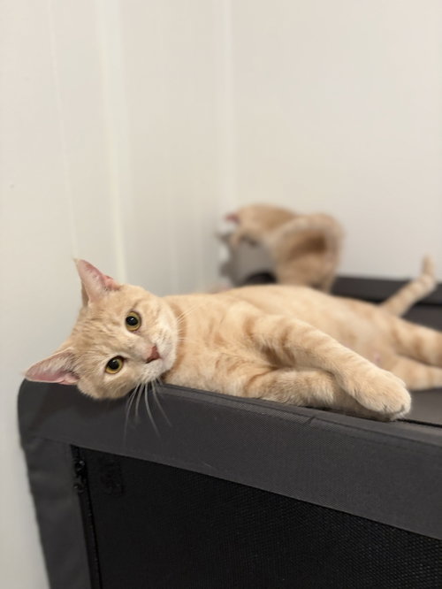 Brie, a cat for adoption from Worthy Tails Animal Rescue