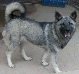 Tuffy
