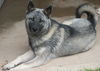 Tuffy