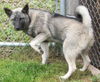 Tuffy