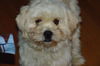 Cottonball