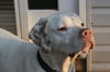 Jagr