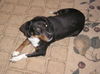 Lila