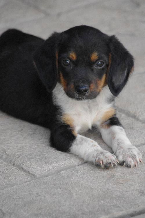 Colby