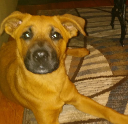 Lexie