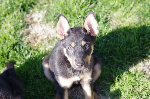 Koko