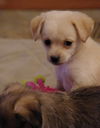 Pixie