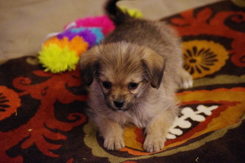 Trixie