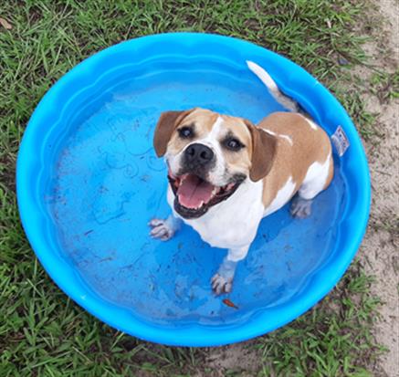 adoptable Dog in Green Cove Springs, FL named CATO