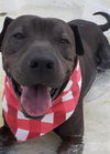 adoptable Dog in Green Cove Springs, FL named APOLLO