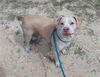 adoptable Dog in Green Cove Springs, FL named LEMON