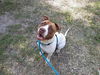 adoptable Dog in Green Cove Springs, FL named GEORGE