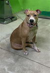 adoptable Dog in Green Cove Springs, FL named LADY