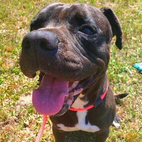 adoptable Dog in Green Cove Springs, FL named BRIAR