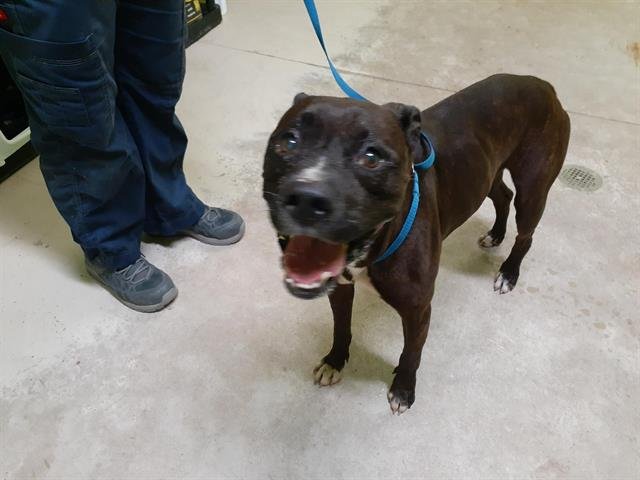 adoptable Dog in Green Cove Springs, FL named BRONSON