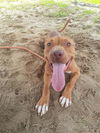 adoptable Dog in Green Cove Springs, FL named RUSTY