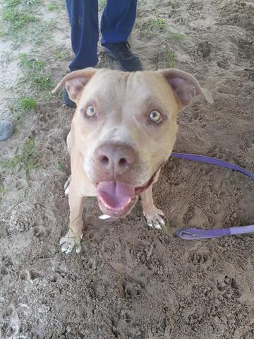 adoptable Dog in Green Cove Springs, FL named ZEUS