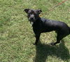 adoptable Dog in Green Cove Springs, FL named BEN