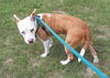 adoptable Dog in Green Cove Springs, FL named DAWN