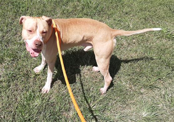 adoptable Dog in Green Cove Springs, FL named WALKER