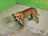 adoptable Dog in Green Cove Springs, FL named ARTHUR