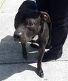 adoptable Dog in Green Cove Springs, FL named PETEY