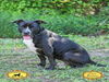 adoptable Dog in Green Cove Springs, FL named DIXIE