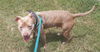 adoptable Dog in Green Cove Springs, FL named SPONGEBOB