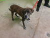 adoptable Dog in Green Cove Springs, FL named KD