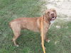 adoptable Dog in Green Cove Springs, FL named SIMBA