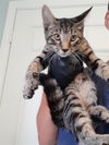 adoptable Cat in Green Cove Springs, FL named VIN