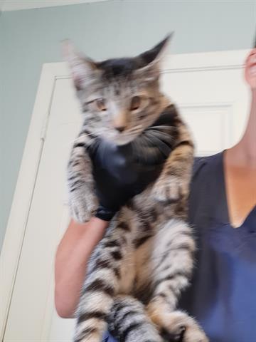 PAUL