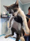 adoptable Cat in Green Cove Springs, FL named SOUP