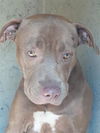 adoptable Dog in Green Cove Springs, FL named STORY