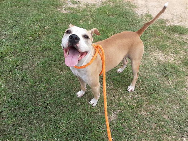 SCOOBY