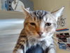 MAMMALES - Photo 1