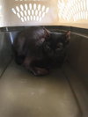 HILDA - Photo 1