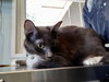 PURRDIE - Photo 1