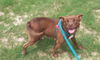 adoptable Dog in  named LADY TREMAINE