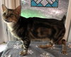Catsby - Photo 2