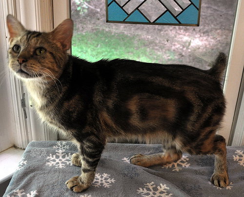 CATSBY - Bobtail / Manx available for adoption