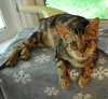 Catsby - Photo 4
