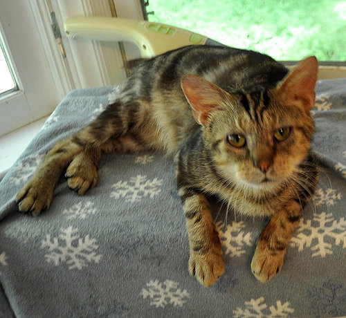 Photo 4 of Catsby