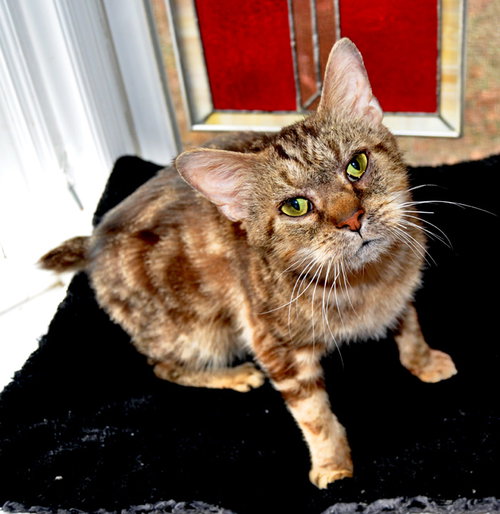 CATSBY - Bobtail / Manx available for adoption