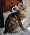 Catsby - Photo 3