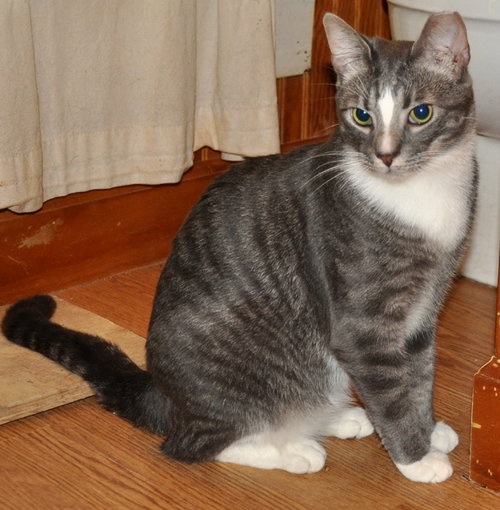 HOWIE - NC - Domestic Short Hair / Tabby available for adoption